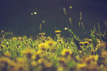 Dandelions  © RubberHorse