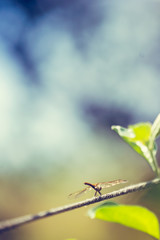 Dragonfly minimalism