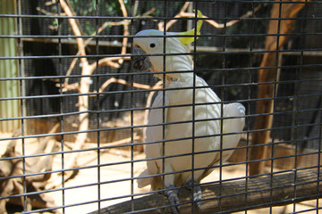 Cockatoo in a cage