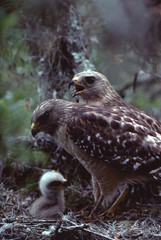 Red-Shouldered Hawk bird nest  (Buteo Lineatus)