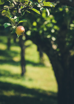 Garden apples