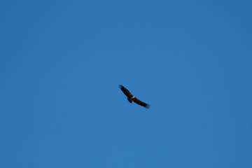 Hooded vulture flying in Masai Mara, Kenya.