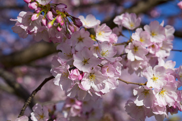 Cherry blossom. Flowering cherry tree. Clear blue sky
