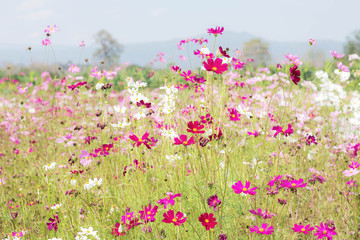 Cosmos flowers with daylight.