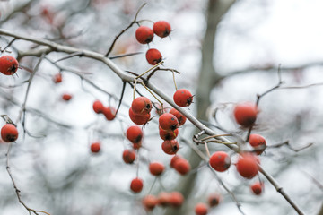rose hip plant branch on blurred natural background