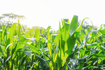 leaves of corn with sunlight.