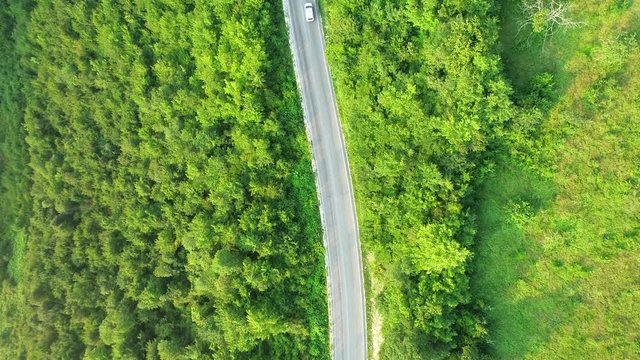 aerial view of a contry road in wild pinetree  forest