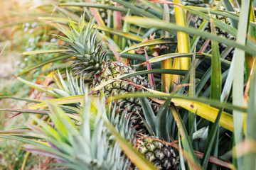 Pineapple in farm at sunlight.