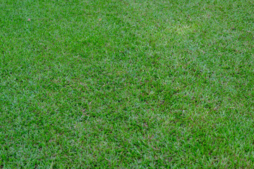 Grass in the garden