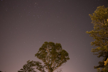 Stars and Tree silhouette