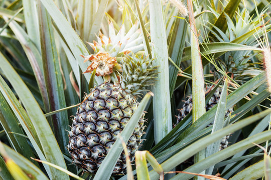 Pineapple in the countryside.