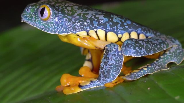 Amazon Leaf Frog (Cruziohyla craspedopus), a rare tree frog from the Ecuadorian Amazon  jumping off a leaf in slow motion