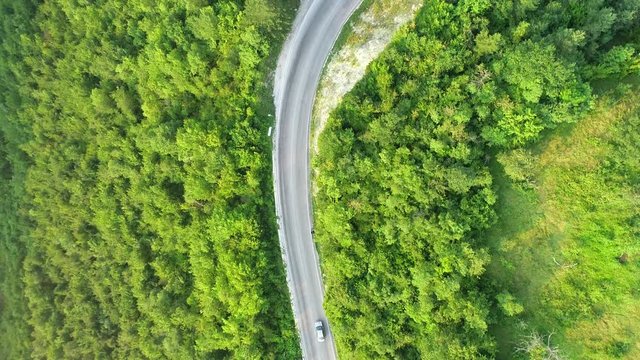 aerial view of a contry road in wild pinetree  forest
