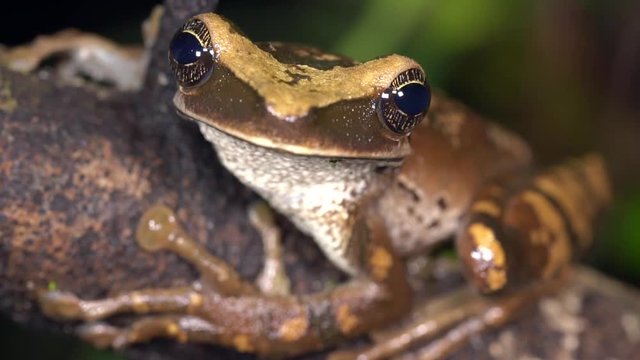 Flat broad-headed tree frog (Osteocephalus planiceps) leaps from a rainforest branch in slow motion in the Ecuadorian Amazon