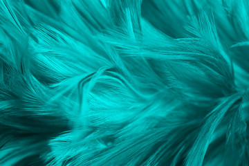 Fototapeta Beautiful dark green turquoise vintage color trends feather texture background obraz