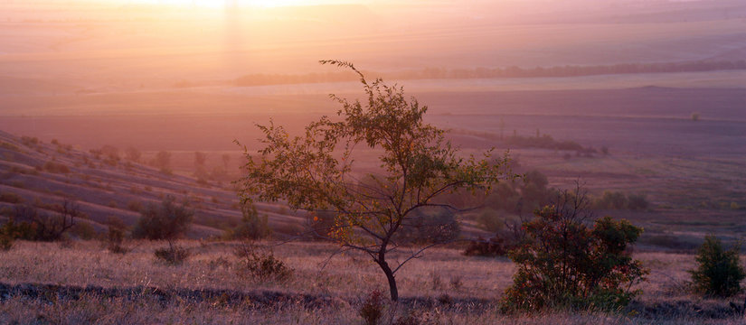 Fototapeta autumn trees in the morning in the mountains