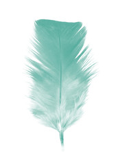 Beautiful green colors tone feather texture background,trends color 