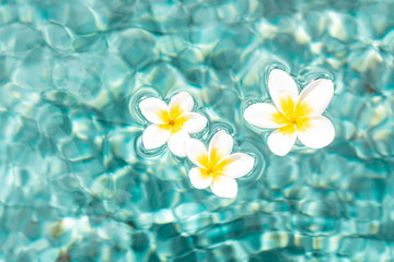 Fototapeta na wymiar Flowers of plumeria in the turquoise water surface. Water fluctuations copy-space. Spa concept background
