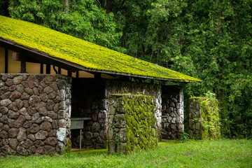 Mossy Building