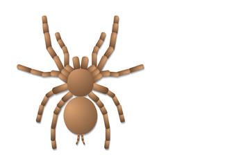 spider tarantula on white background, top view