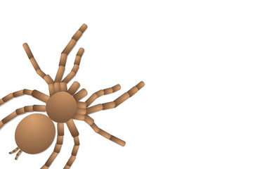 spider tarantula on white background, top view