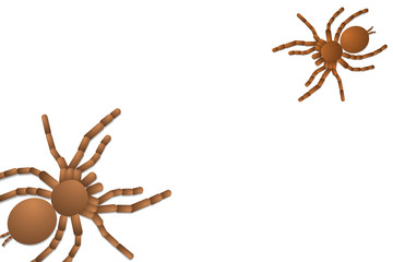 two spider tarantulas on white background top view