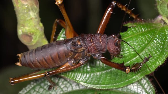 Spiny lobster katydid (Panoploscelis specularis). These very large predatory insects are poorly known, but can be are locally abundant in rainforest close to the foothills of the Andes in Ecuador.