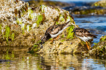 Ruddy Turnstone waders foraging for food Western Australian Coastline