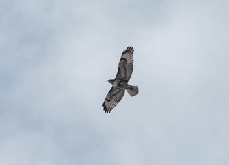 Obraz premium Soaring Ferruginous hawk, Santa Barbara, Southern California