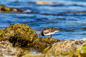 Ruddy Turnstone waders foraging for food Western Australian Coastline