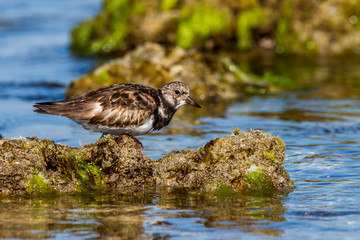 Ruddy Turnstone waders foraging for food Western Australian Coastline