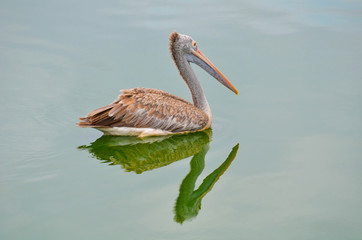 Pelecanus philippensis - Spot billed Pelican