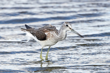 Common greenshank (Tringa nebularia)