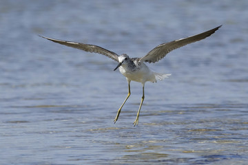 Common greenshank (Tringa nebularia)