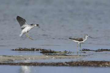 Common greenshank (Tringa nebularia)