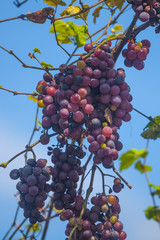 Bunches of ripe and spoiled red grapes growing on vines just before harvest