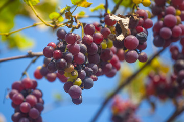 Bunches of ripe and spoiled red grapes growing on vines just before harvest