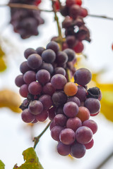 Bunches of ripe and spoiled red grapes growing on vines just before harvest