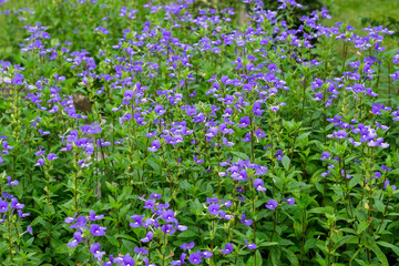 Fototapeta premium Purple flower