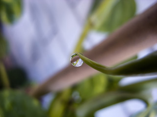 water drop plant leaf bamboo