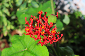 red flower