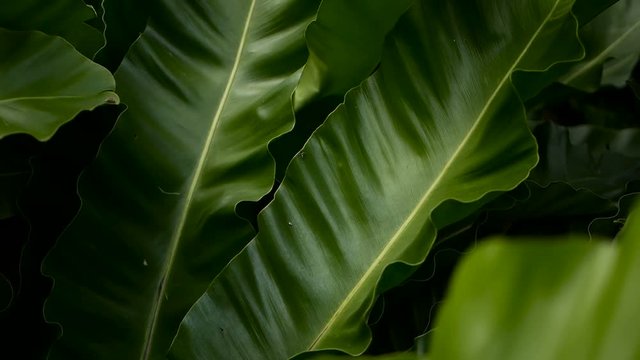 Bird's Nest fern, Asplenium nidus. Wild Paradise rainforest jungle plant as natural floral background. Abstract texture close up of fresh exotic tropical green fresh curly leaves in fantasy dark woods