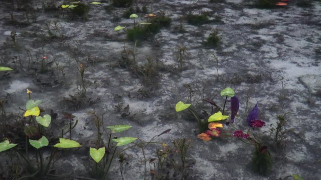 日本の岐阜県にある、名もなき池（通称モネの池）の錦鯉