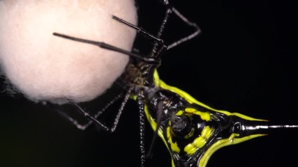 Slow motion of a Spiny Orb-Weaver (Micrathena sp.) weaving a silk nest to protect its eggs. The nest is suspended from a thread to isolate it from predators. At night in the Ecuadorian Amazon. - Powered by Adobe