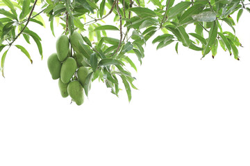 Raw mango fruit on the mango tree isolated with white background.