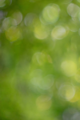 Colorful green natural blurred background with bokeh effect.