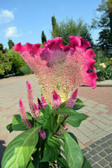 Bright flowering Celosia cristata or cockscomb. Red or maroon flowers with green leaves in a garden. Sunny day.