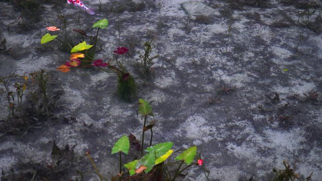 日本の岐阜県にある、名もなき池（通称モネの池）の錦鯉