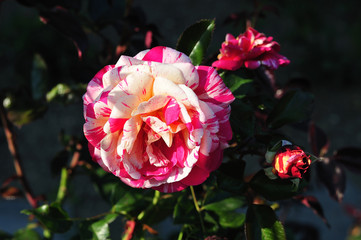 flower of rose cultivar Broceliande in evening sun