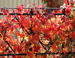 Parthenocissus creeper plant on wood fence in autumn